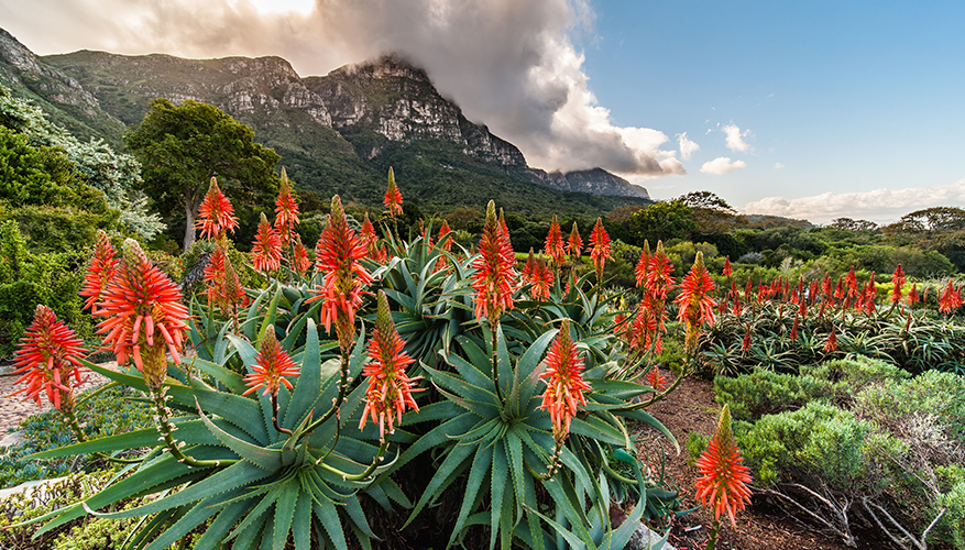 Kirstenbosch Botanical Gardens